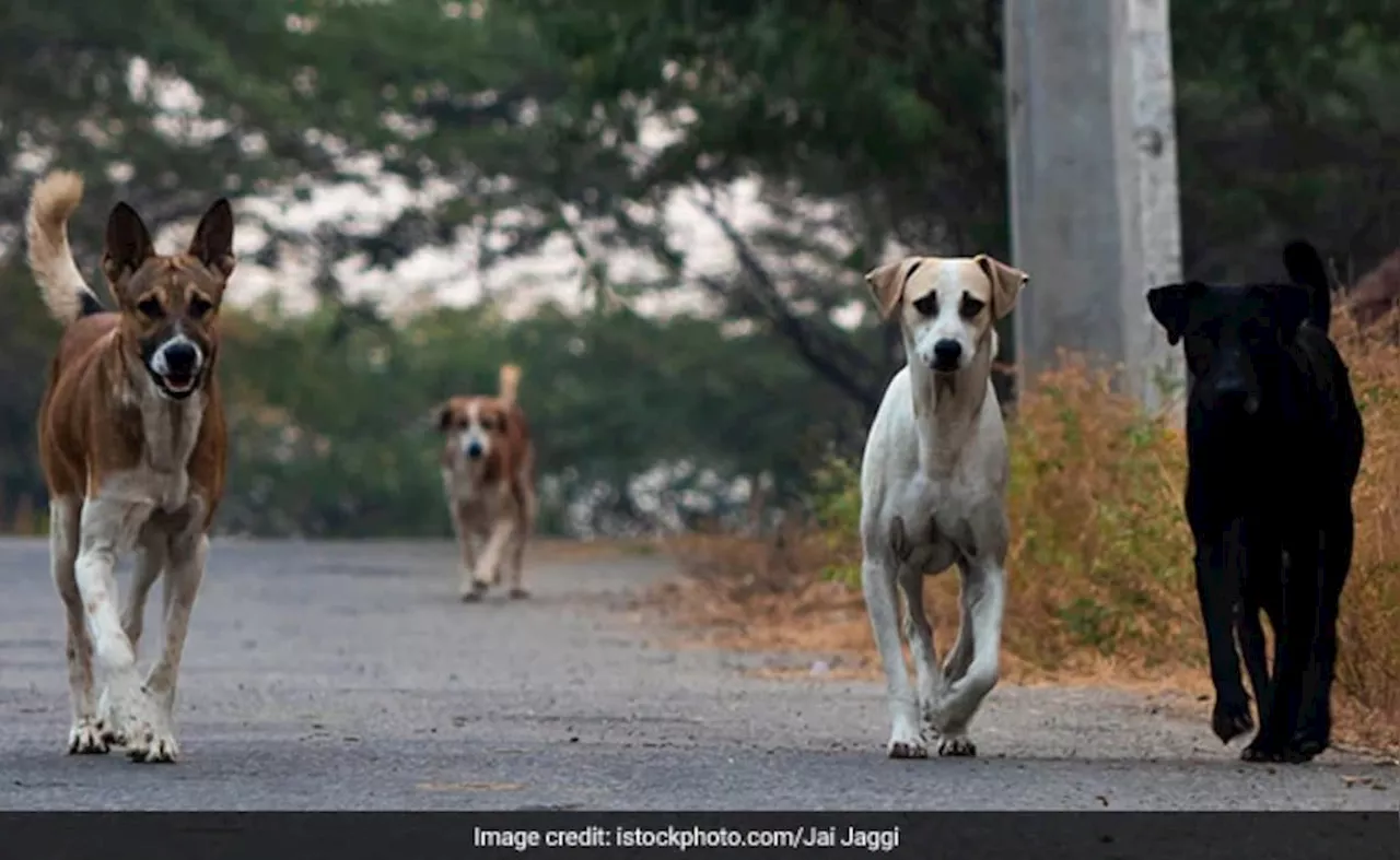 राजस्थान में आवारा कुत्तों का हमला, सात साल की बच्ची की मौत