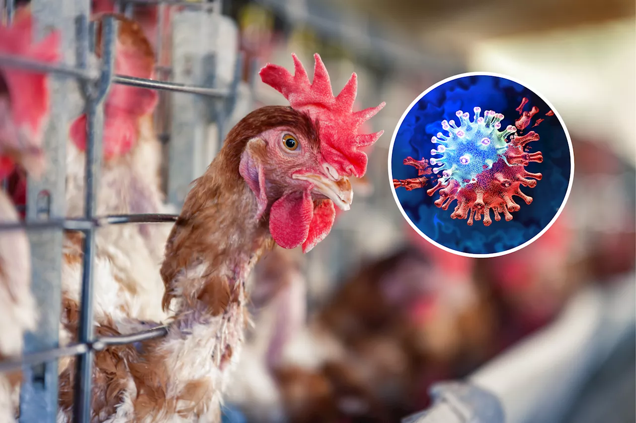 Bird Flu and Human Flu Co-Infection Could Lead to Dangerous New Virus Mutations