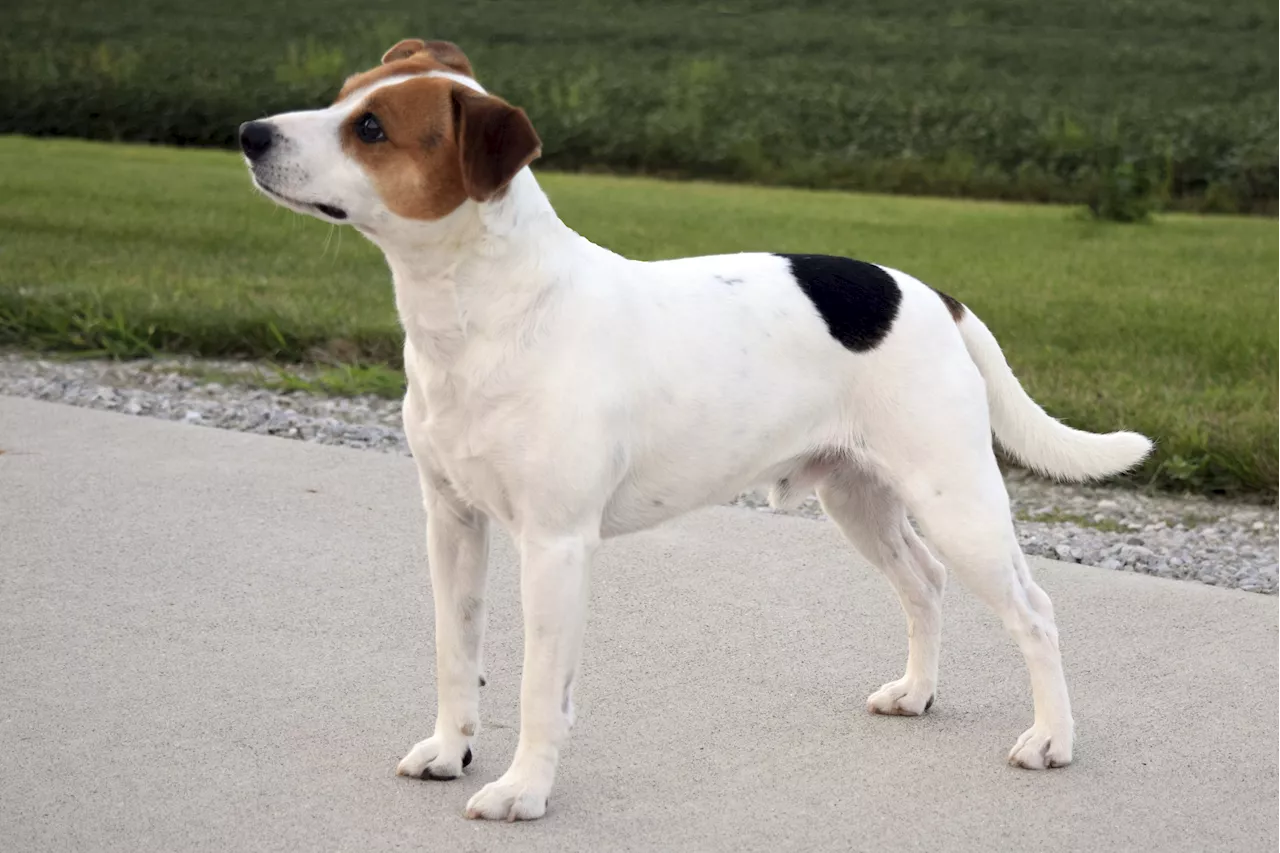 Danish-Swedish Farmdog Becomes Newest AKC Recognized Breed