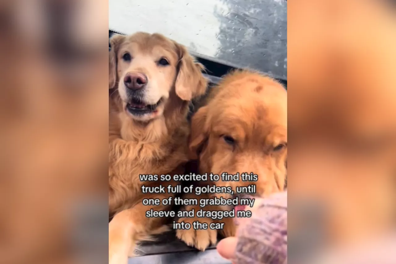 Golden Retrievers Kidnap Woman in Hilarious Viral Video