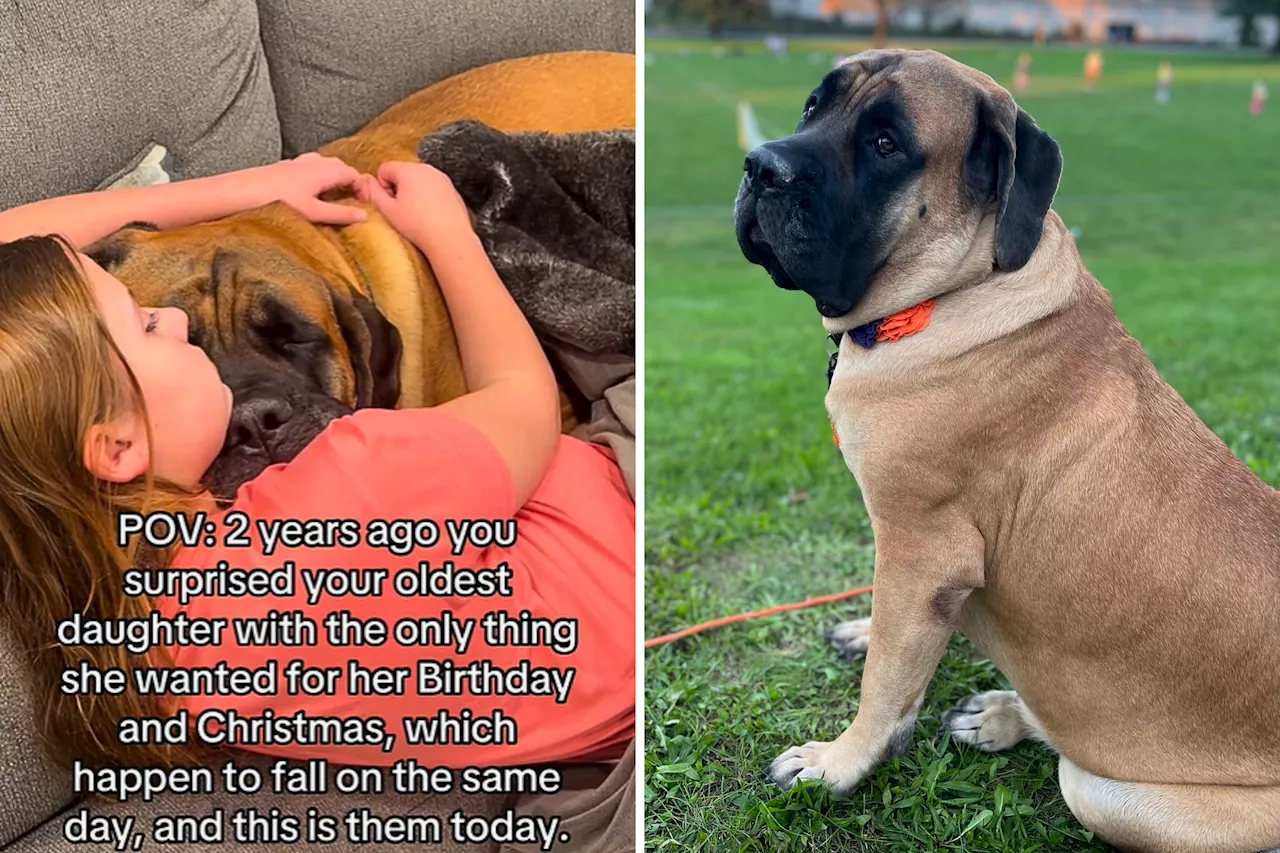 Heartwarming Bond Between Pennsylvania Girl and Her 200-Pound English Mastiff