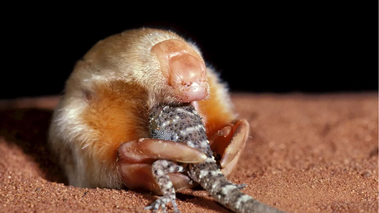 Unraveling the Mysteries of Marsupial Moles