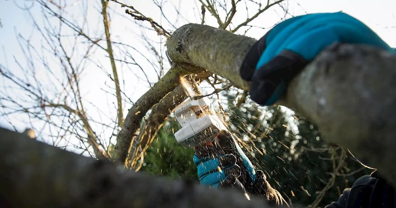 Garten im Januar: Ruhephase und Vorbereitungen für den Frühling