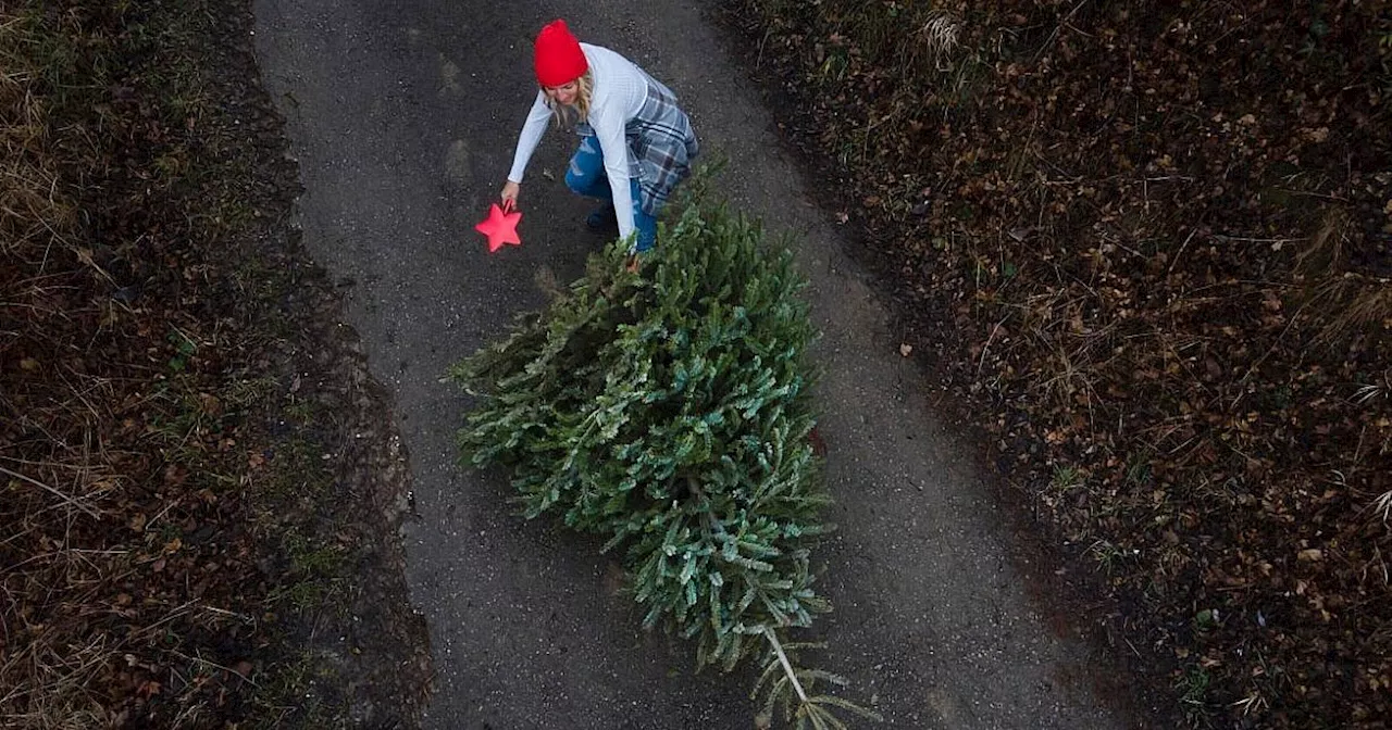 Hier können die Bielefelder ihren Weihnachtsbaum loswerden