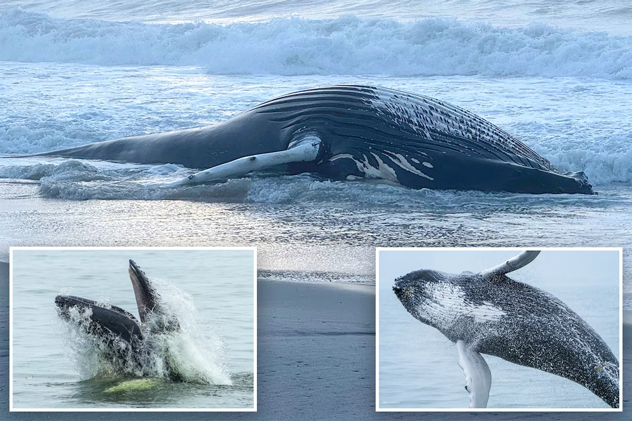 Humpback whale that washed up on LI was popular NYC 'acrobat' -- and was likely killed in a boat strike, experts say