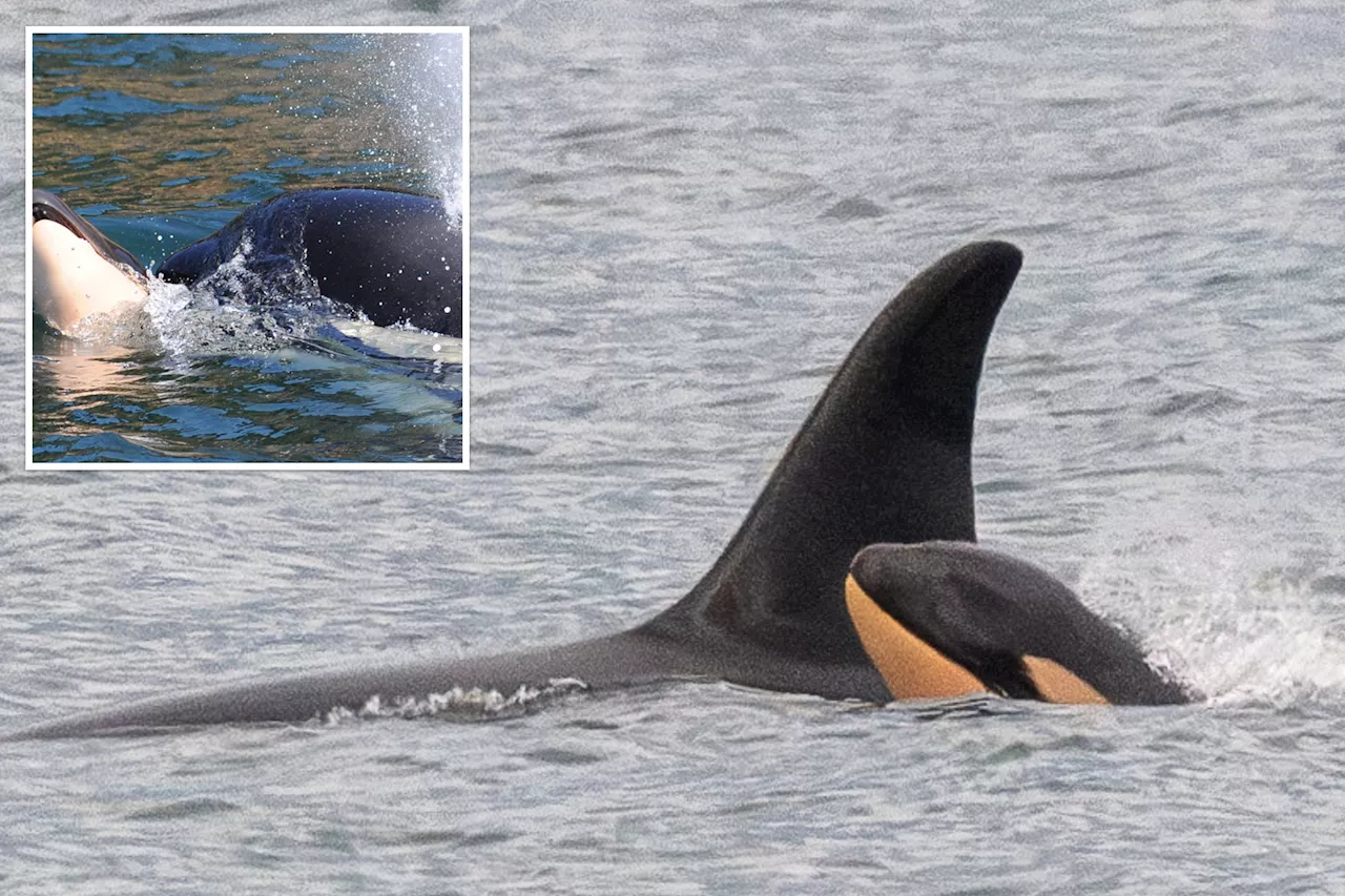 Killer whale who carried her dead calf for 17 days across 1,000 miles of ocean loses another baby