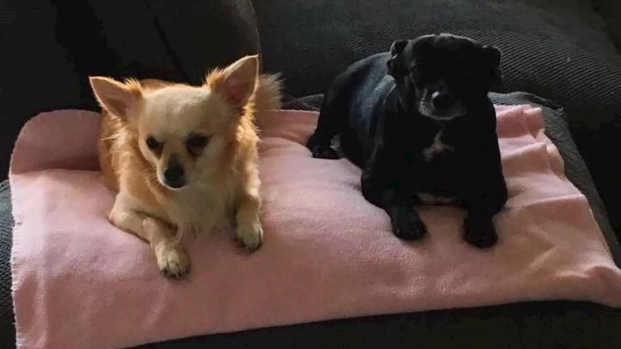 Hondje ontvoerd door vuurwerk, gezin in nood