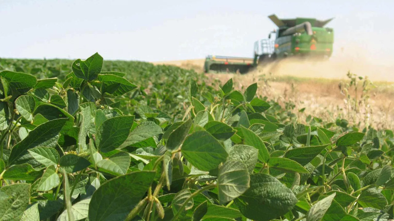 Nuevas regulaciones para reestructurar deuda en el sector agropecuario