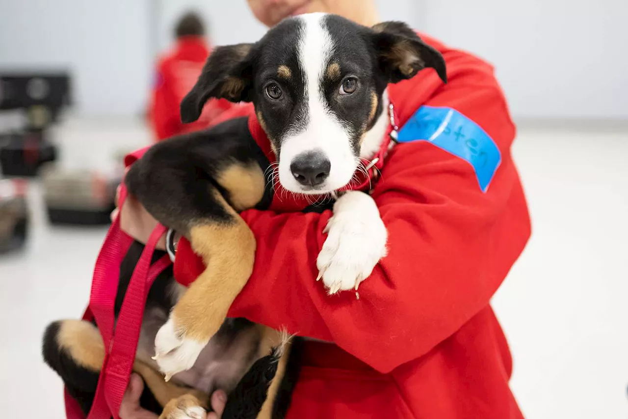 Stray Animals Fly from Puerto Rico to New Homes in New Jersey