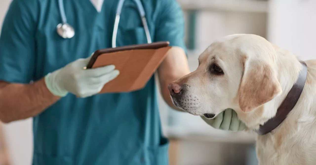 The emotional struggles veterinary technicians face are often hidden.