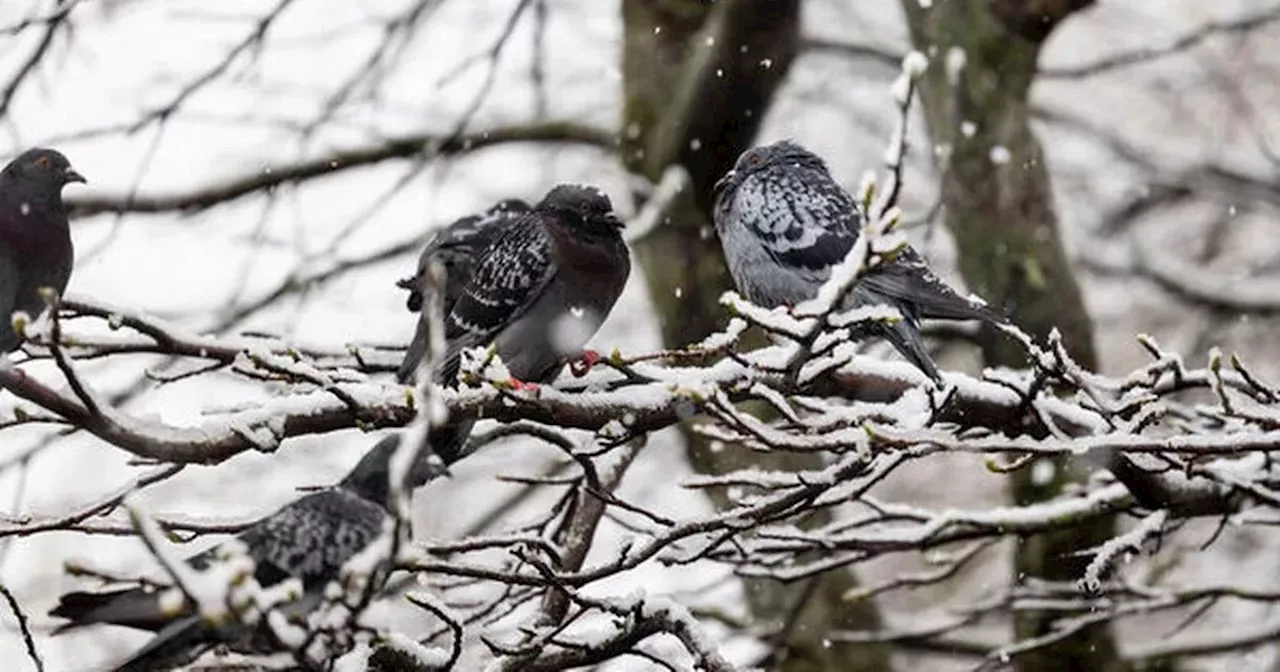 Ireland Braces for 'Disruptive' Snow and Bitter Cold