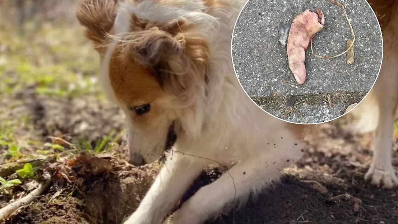 Hund findet menschlichen Finger während Neujahrsspaziergang