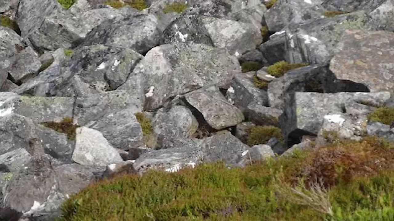 Vogelverstecken: Auerhahn Tarnung in schottischer Landschaft