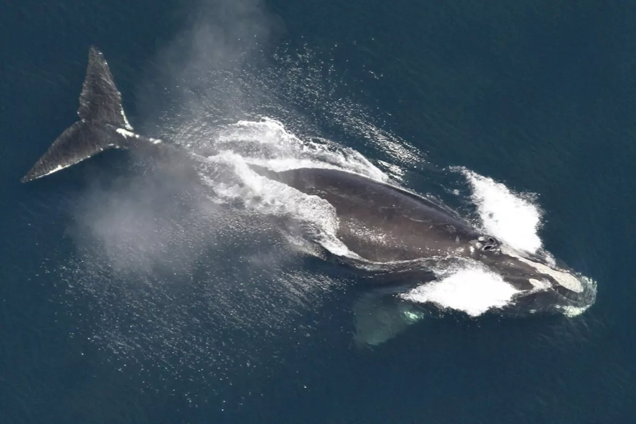 Threats to North Atlantic Right Whales Cut Lifespan to a Fraction of Expected