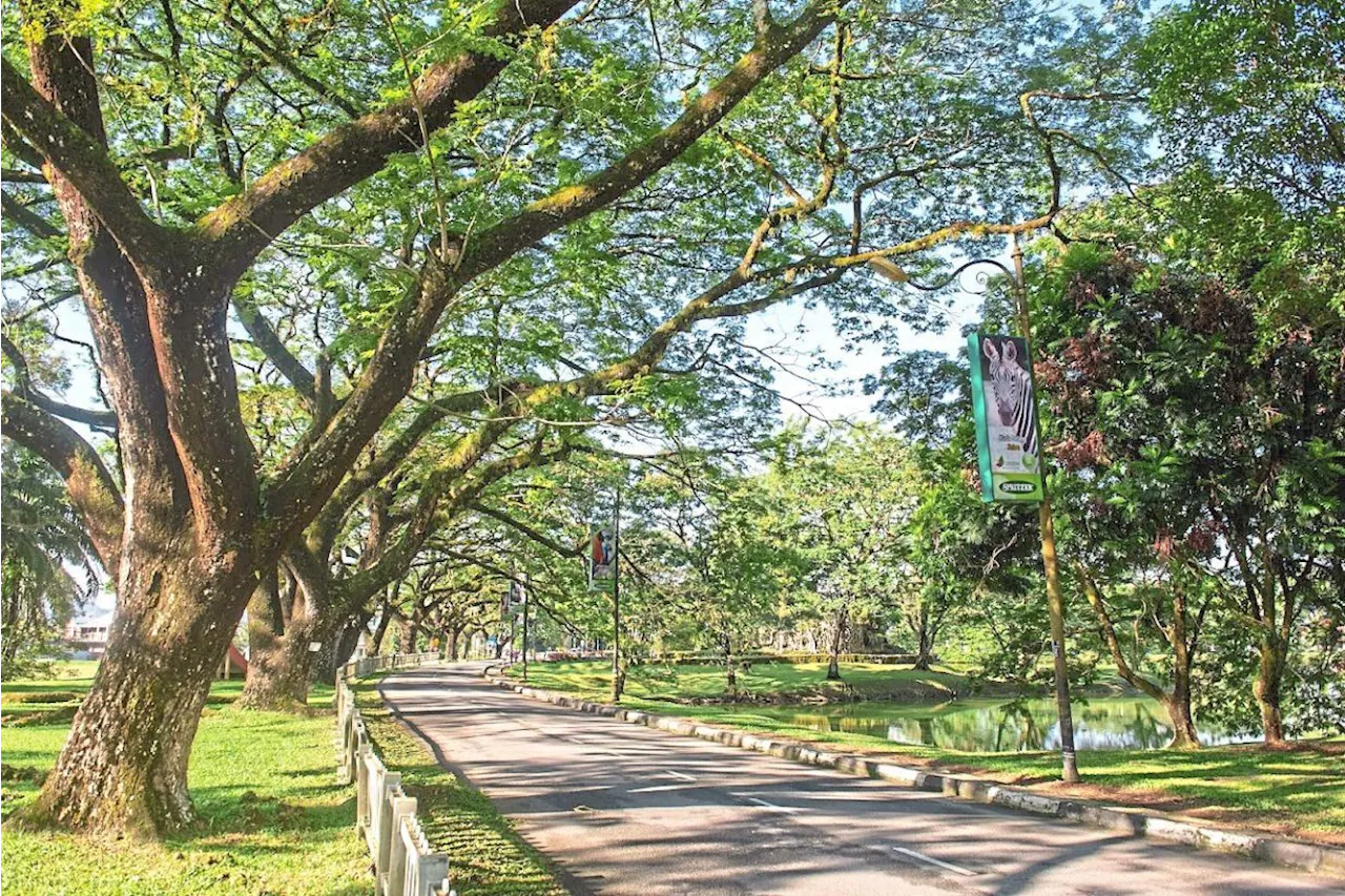 Rain threat to raintrees