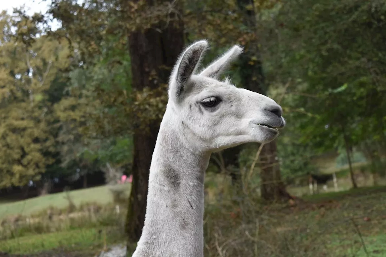 Arsac : une galette des rois en compagnie des lamas du Pas de Céronne