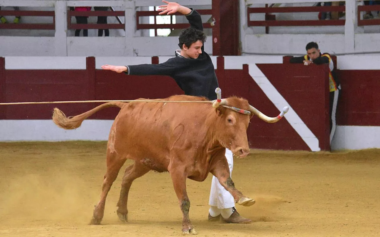 Course landaise : l’école taurine fait sa grande rentrée ce dimanche 5 janvier