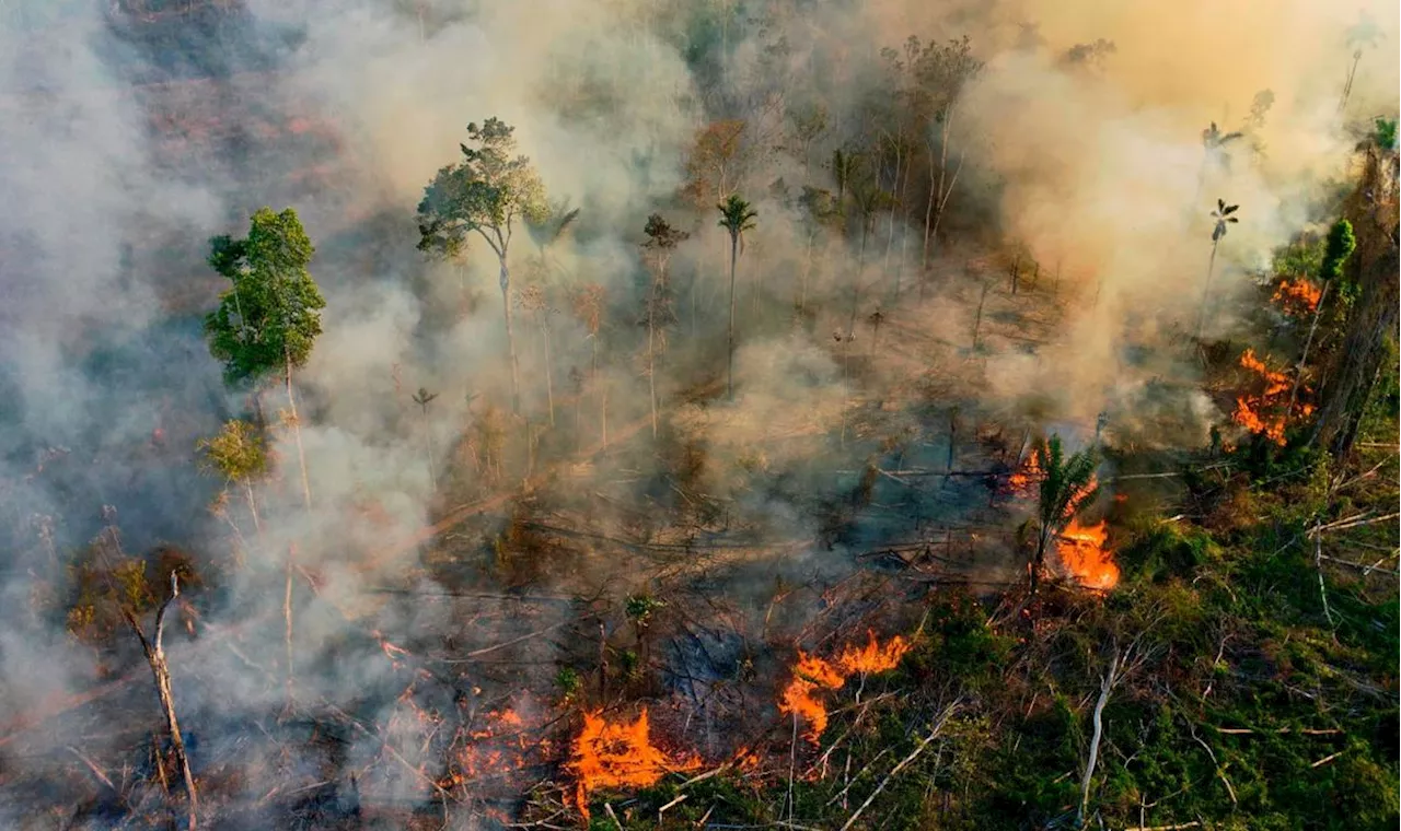 Incendies record en Amazonie, mais la déforestation au plus bas