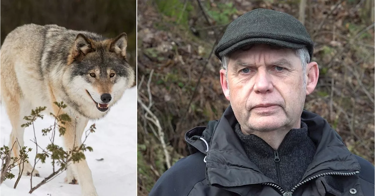 Varg sköts efter angrepp på renar i Västerbotten