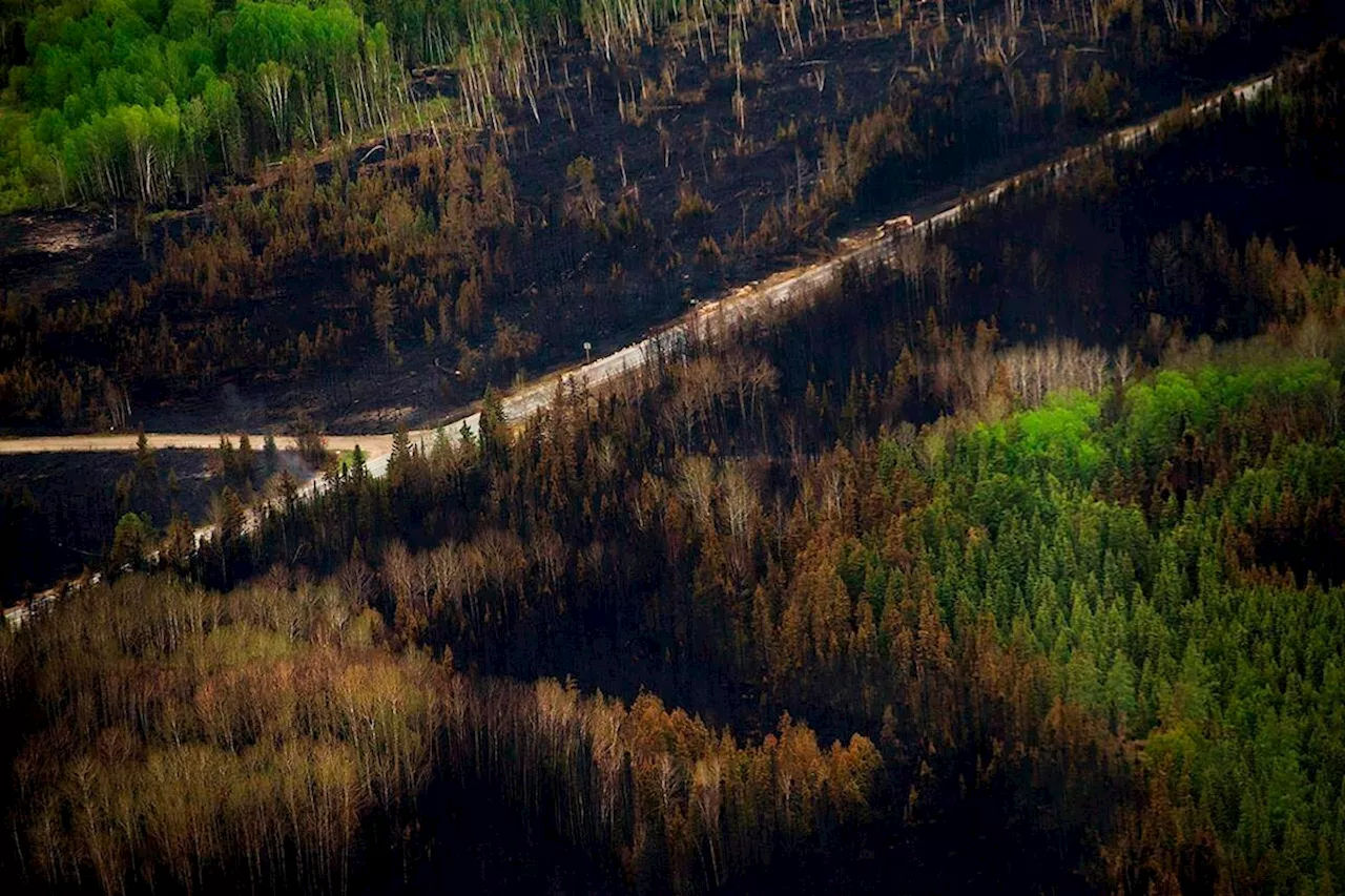 Canadian Forests More Vulnerable to Severe Wildfires, Study Finds