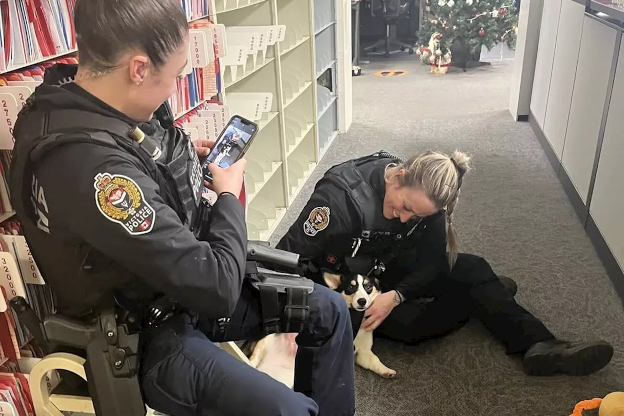 Corgi Rescued From Rising Tide on New Year's Day