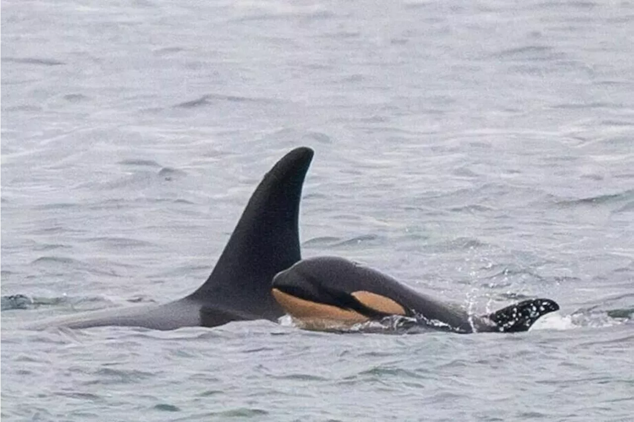 Mother Orca Again Carries Dead Calf's Body