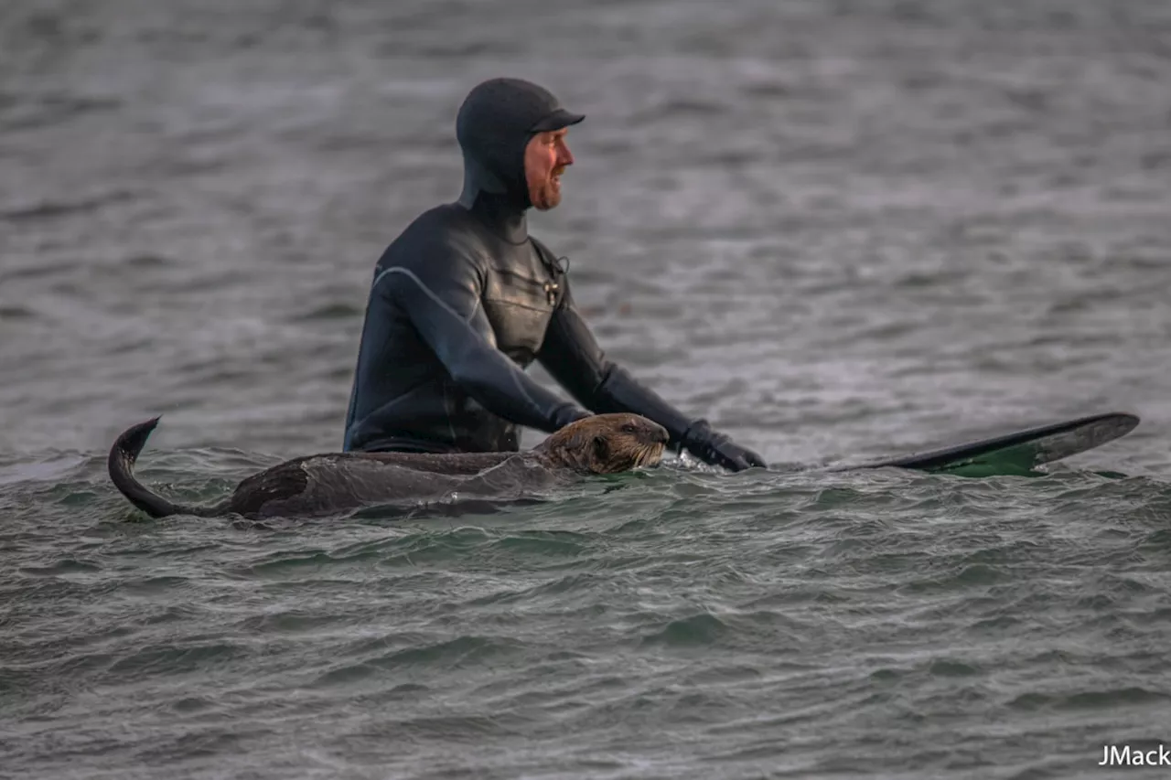 'Super chill' surfing sea otter rides tandem with B.C. surfer