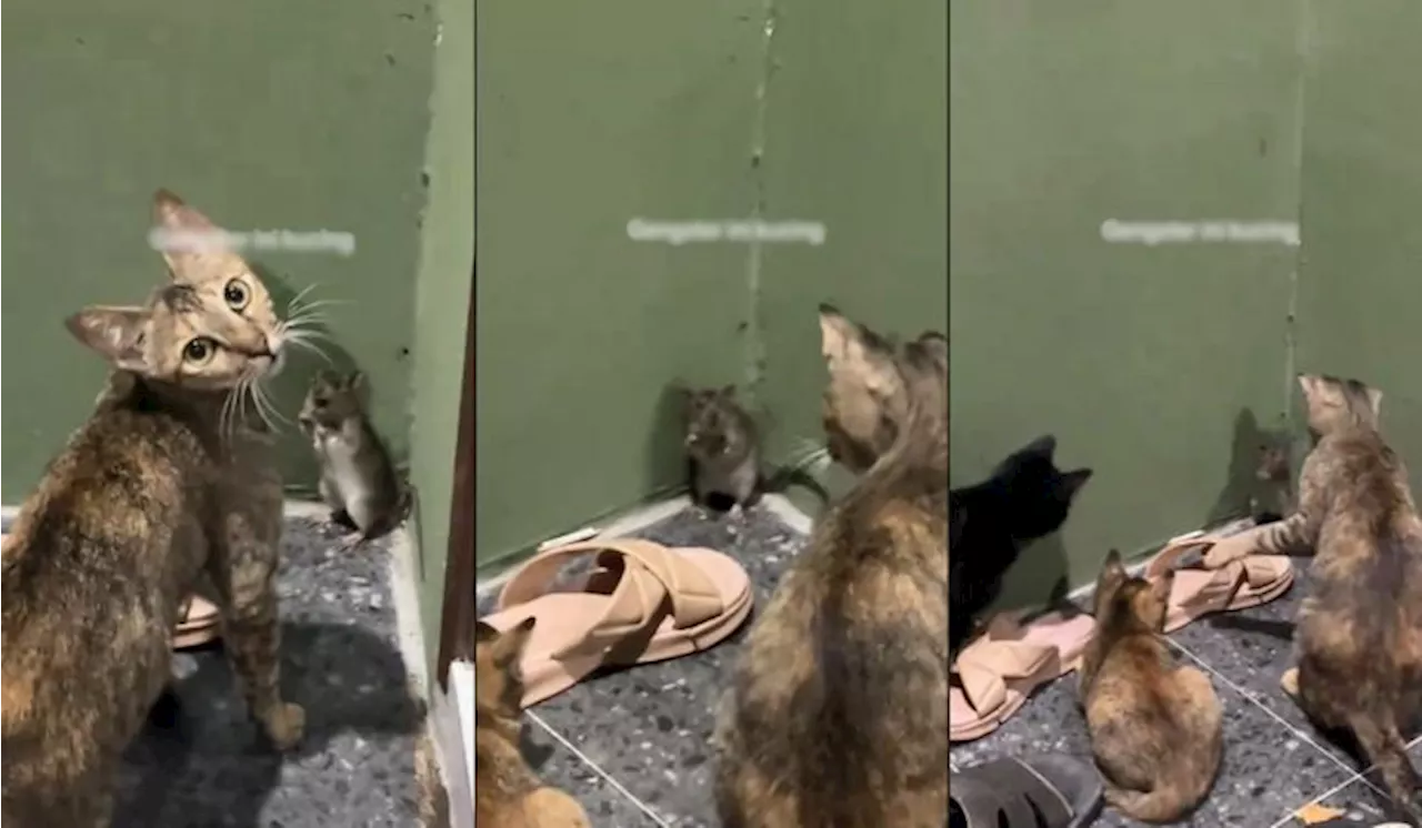 Cat Gang Bullies a Mouse