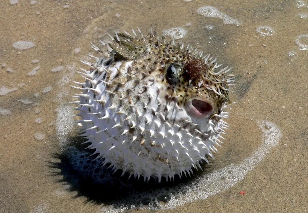 Warning: Toxic Pufferfish Wash Up on Cape Beaches