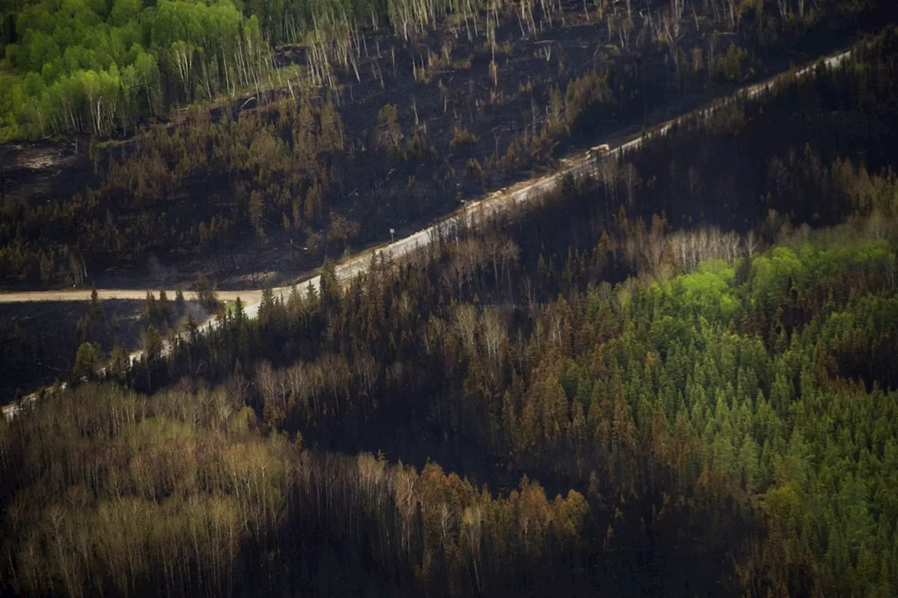 Canadian Forests Face Growing Threat of Severe Wildfires