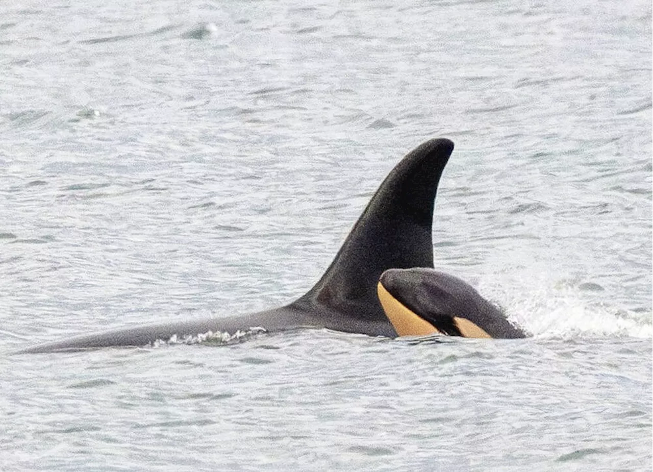 Tahlequah's Calf Dies, Adding to Southern Resident Orca Population Crisis