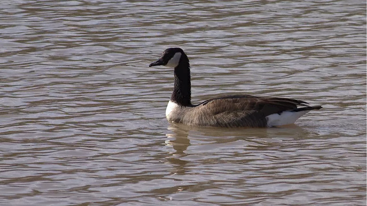 Ohio Investigates Possible Avian Flu Outbreak in Wild Birds