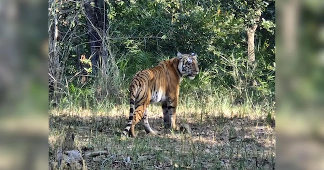 वाल्मीकि टाइगर रिजर्व में पर्यटकों को बाघ का दीदार