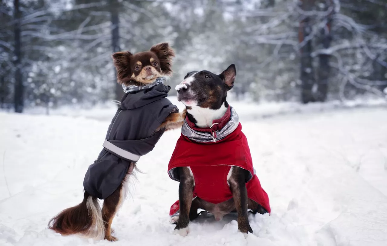 L'hiver n'est pas une excuse pour laisser Médor à la maison!