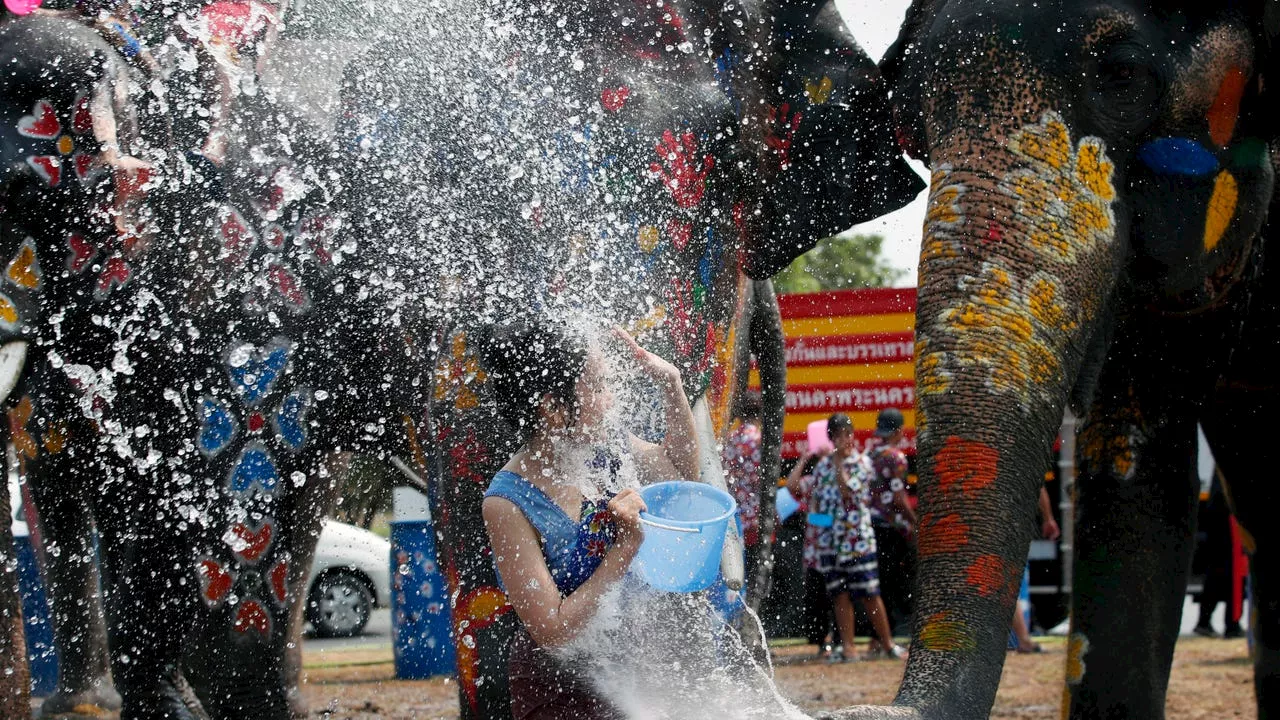 Tragedia en Tailandia: estudiante fallece tras ser golpeada por un elefante