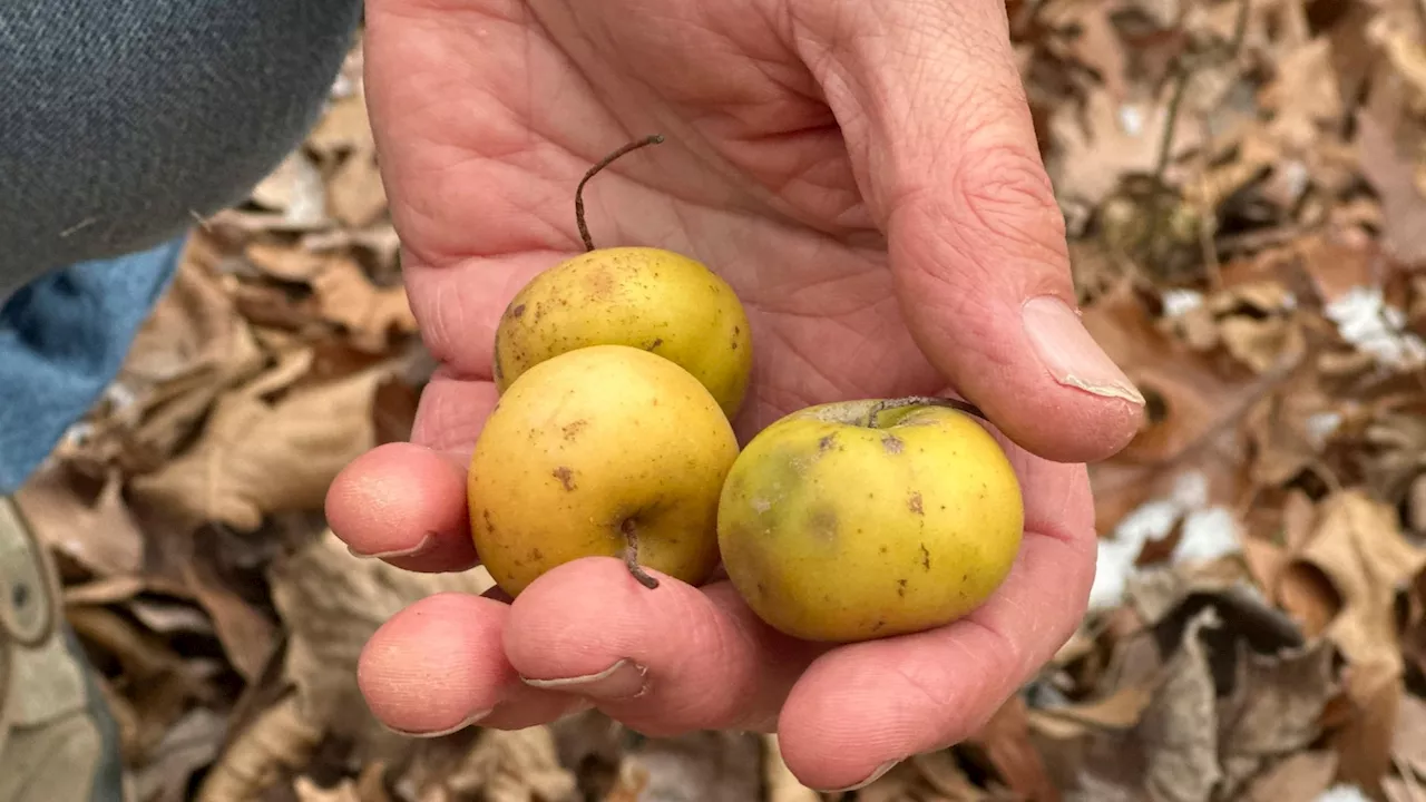 Searching for a Late Bloomer: Michigan Researchers Tackle Climate Change Impact on Apple Trees