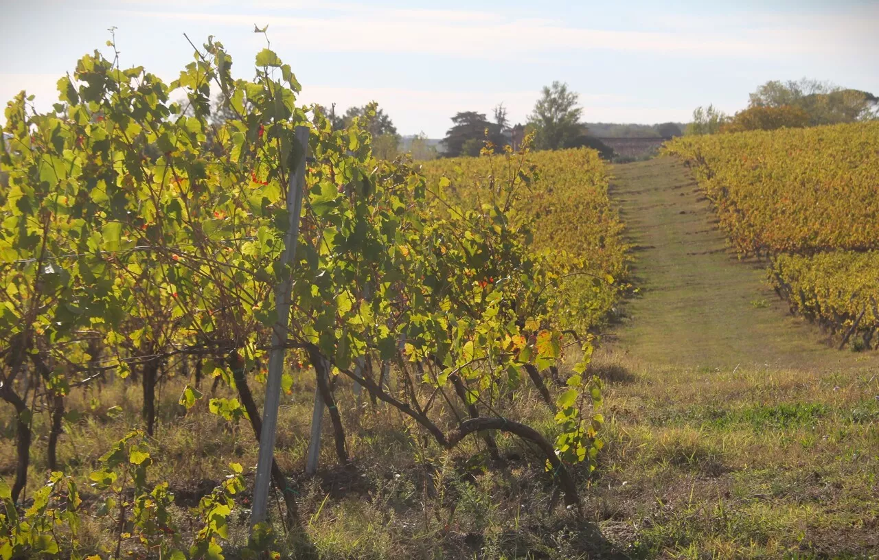 Ce célèbre domaine viticole du sud ouest est placé en procédure de sauvegarde, voilà pourquoi