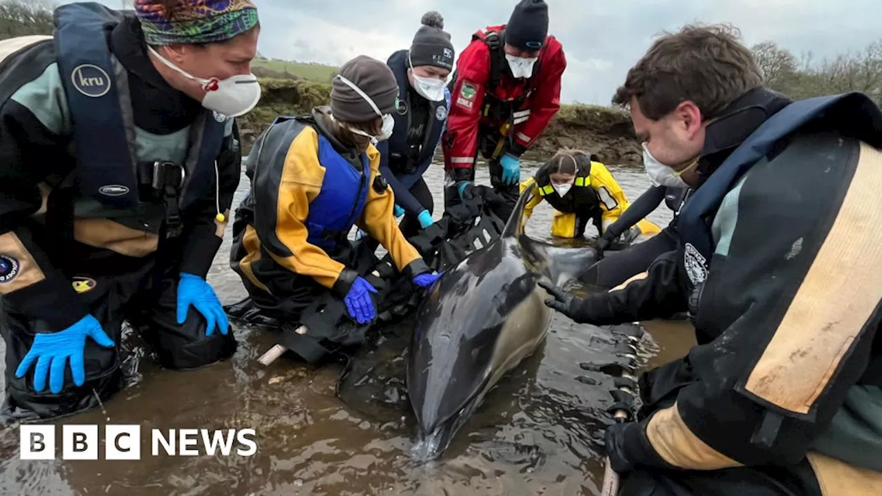 Dolphin Rescued After Swimming Six Miles Inland in Cornish River