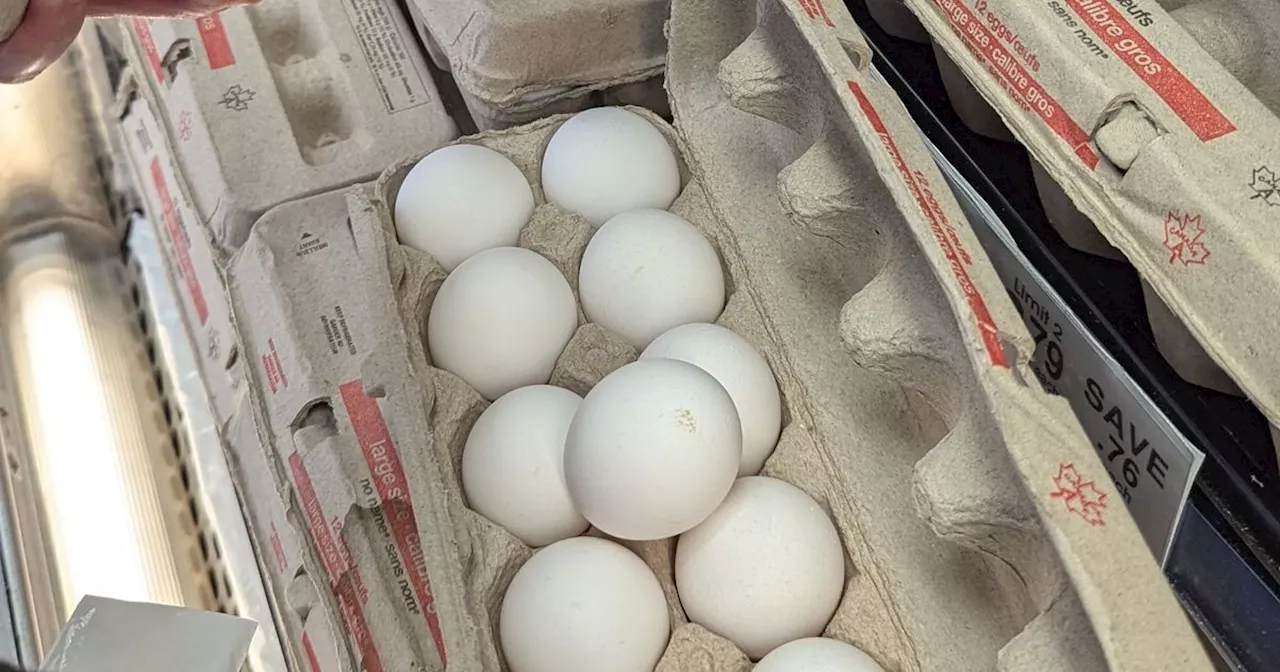 Major Egg Recall in Canada Raises Food Safety Concerns