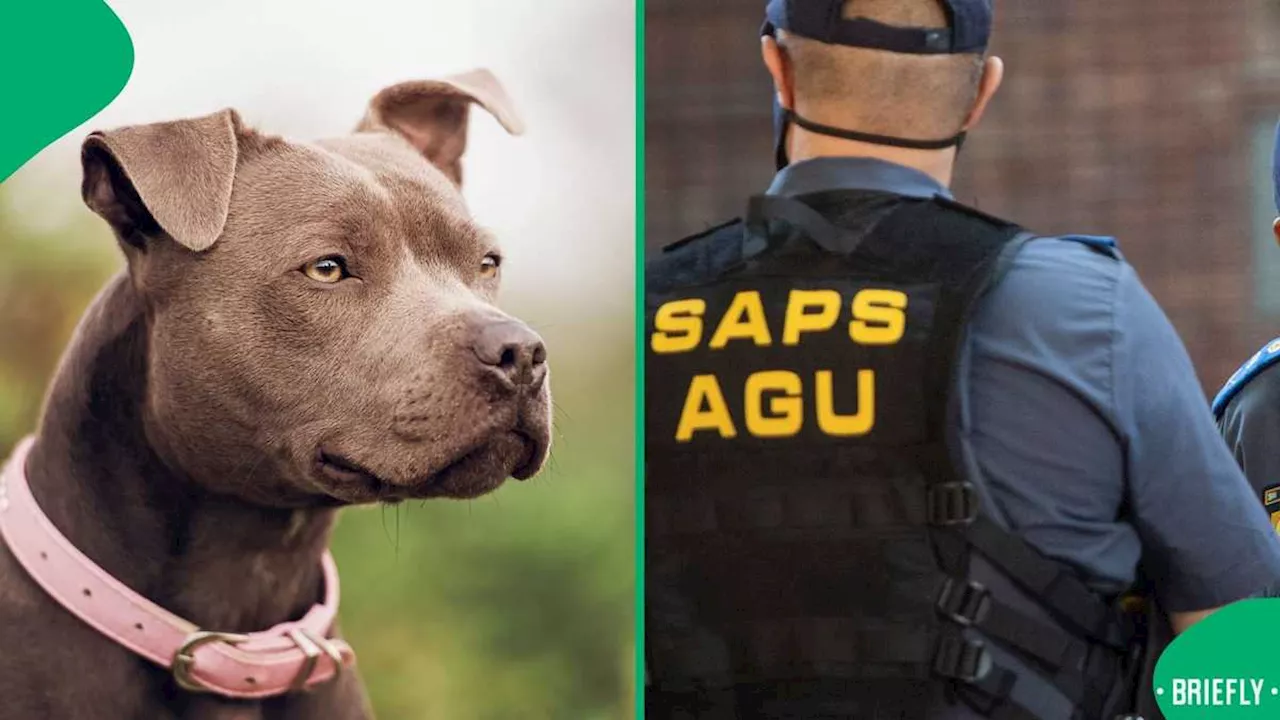 Man Arrested for Setting Pit Bulls on Anti-Gang Unit