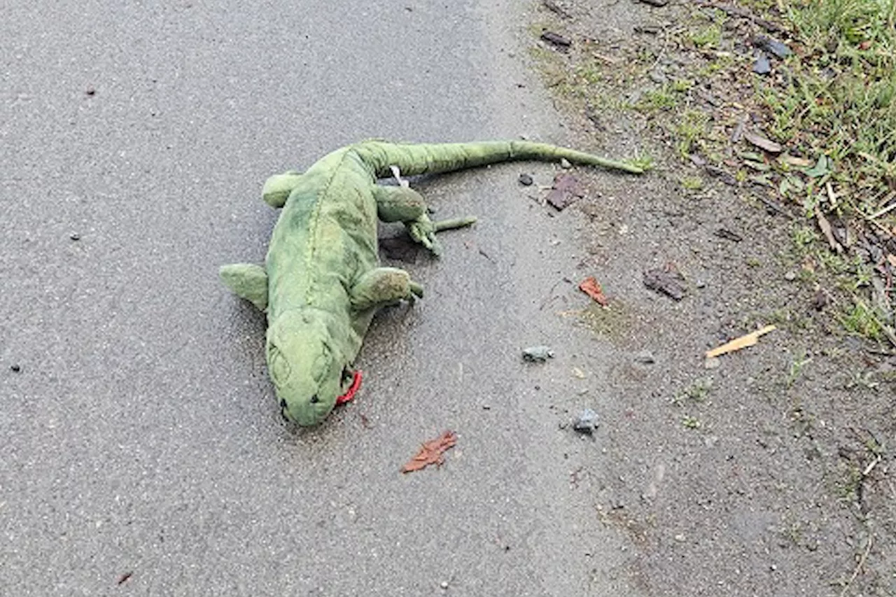 'Iguana be your friend': Police respond to loose 'lizard' on B.C. highway