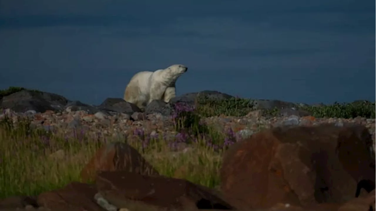 Tourists pay thousands for their last chance at a Canadian polar bear sighting