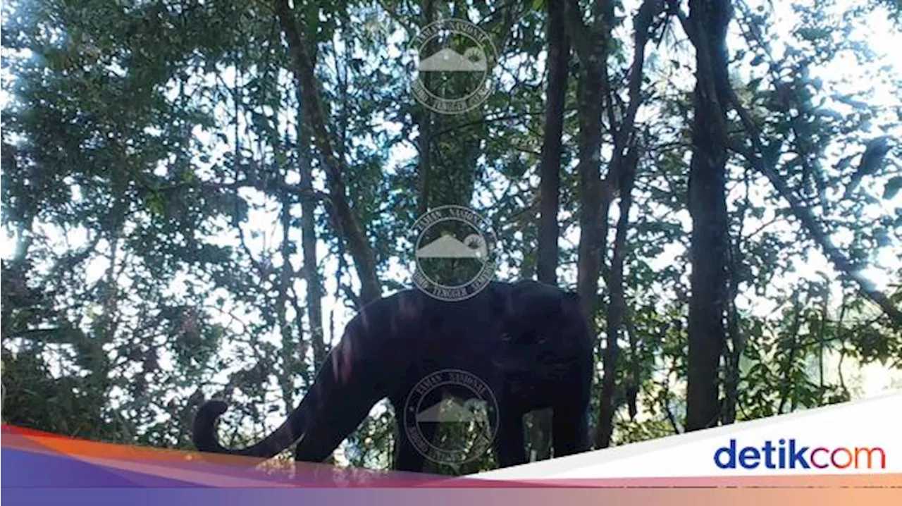 Langka! Induk dan Anakan Macan Tutul Terekam Kamera di TNBTS