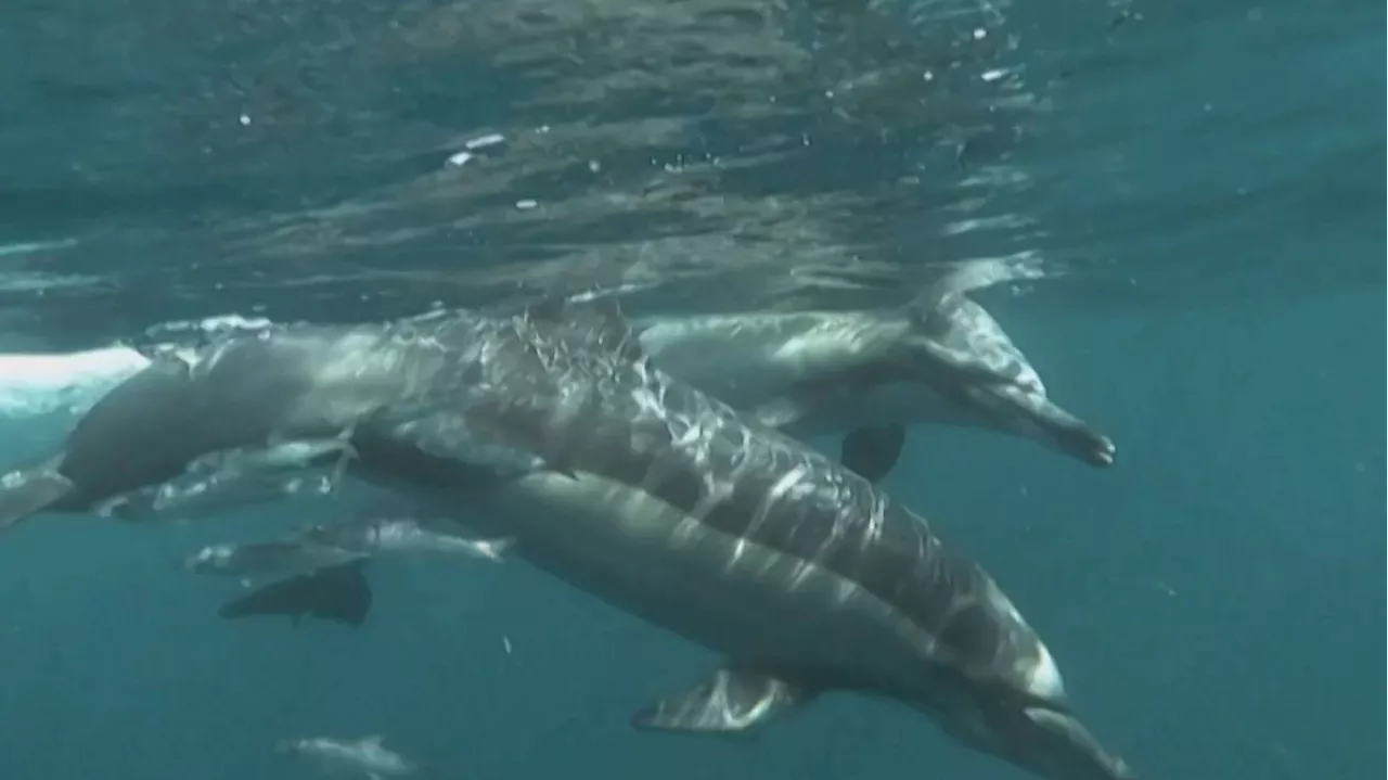 Protection des dauphins : les pêcheurs à l’arrêt dans le Golfe de Gascogne