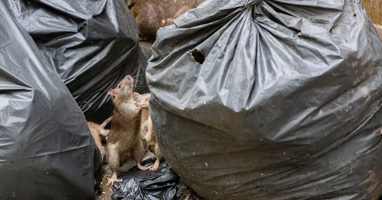 Scotland's Social Housing Crisis: 'Deep Systematic Failures' Fuel Pest Infestation Surge