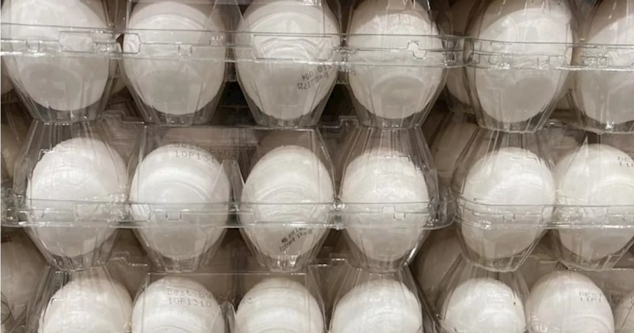 Major Egg Recall Issued in British Columbia Due to Salmonella Concerns