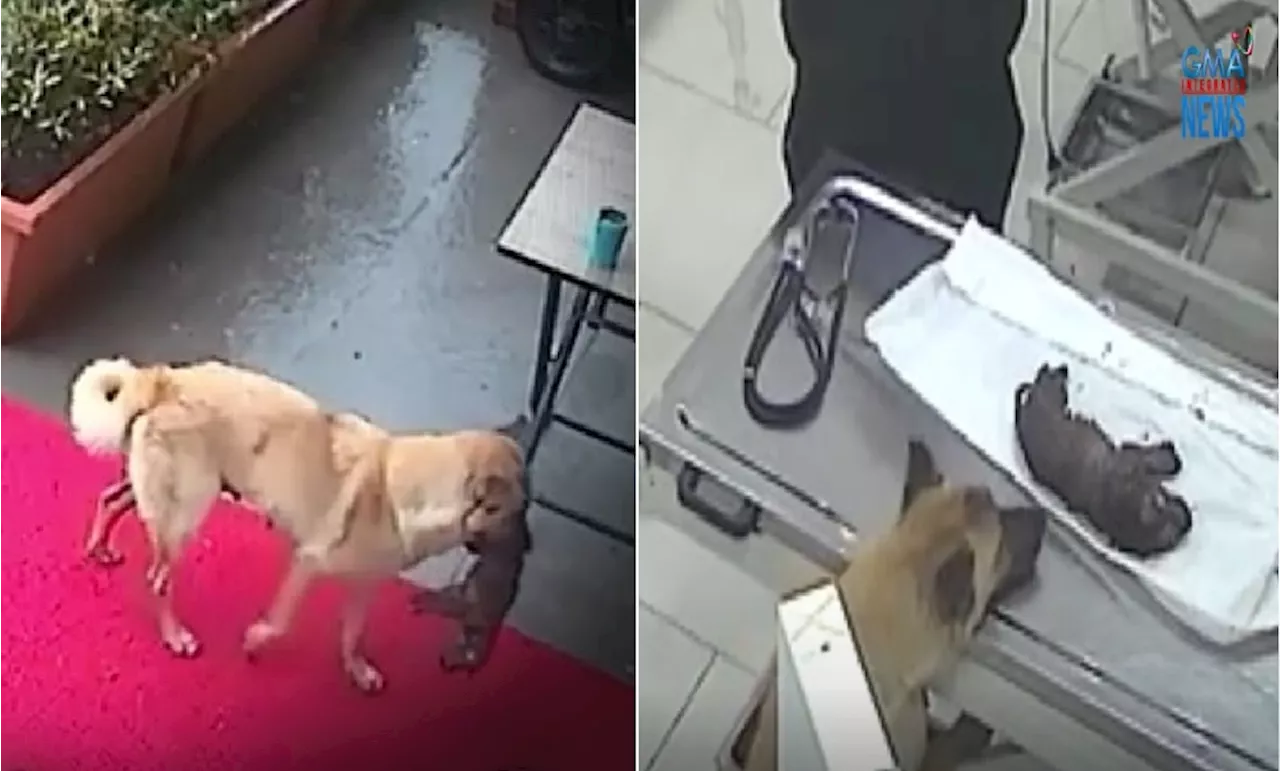 Mom Dog's Heroic Act Saves Puppy's Life in Istanbul