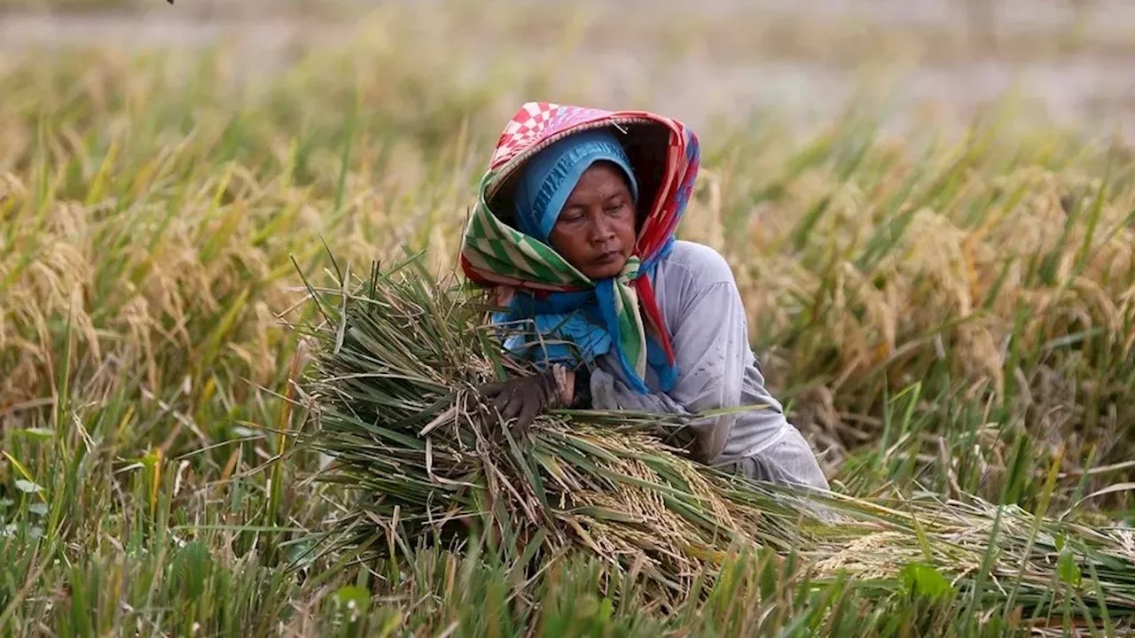 Harga Gabah Petani Di Bawah HPP, Pemerintah Minta Bulog Serap