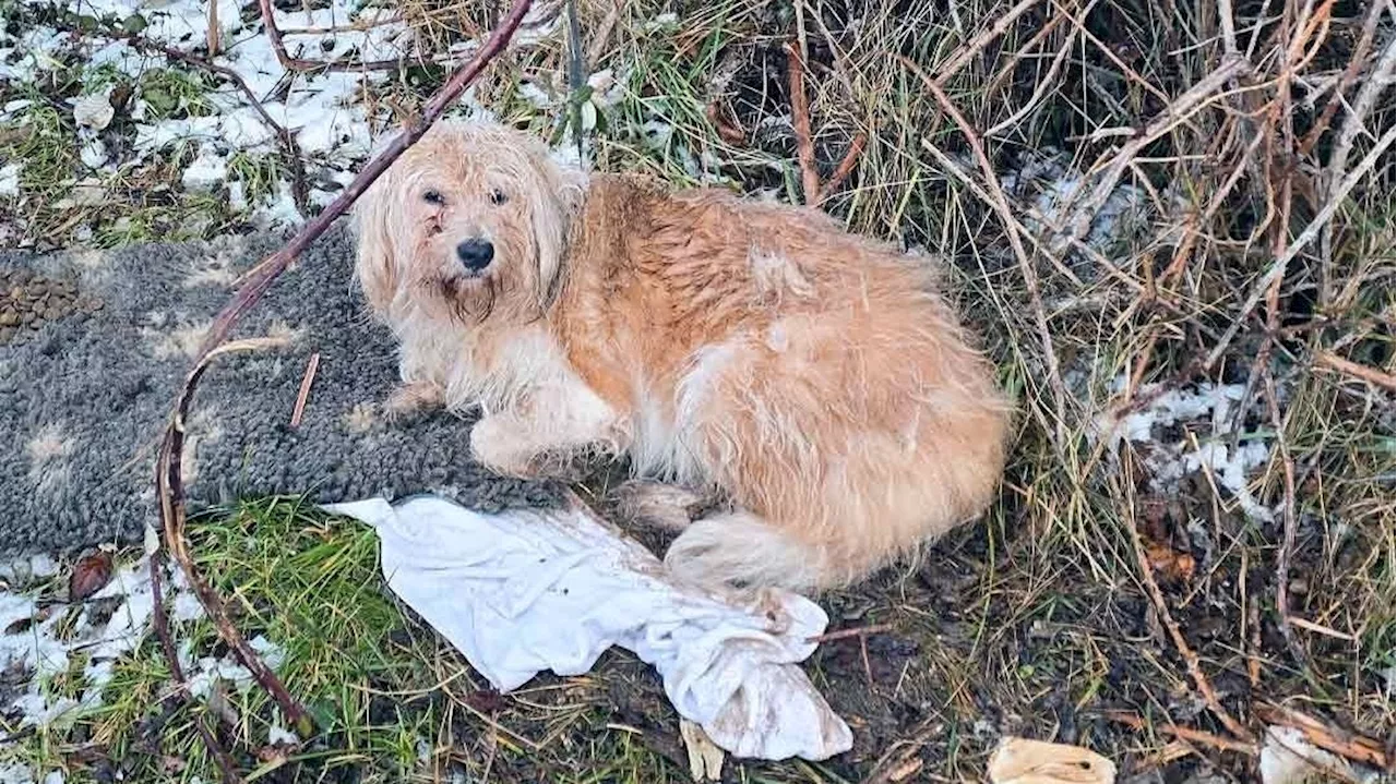 – Hund mitten in den Weinbergen ausgesetzt