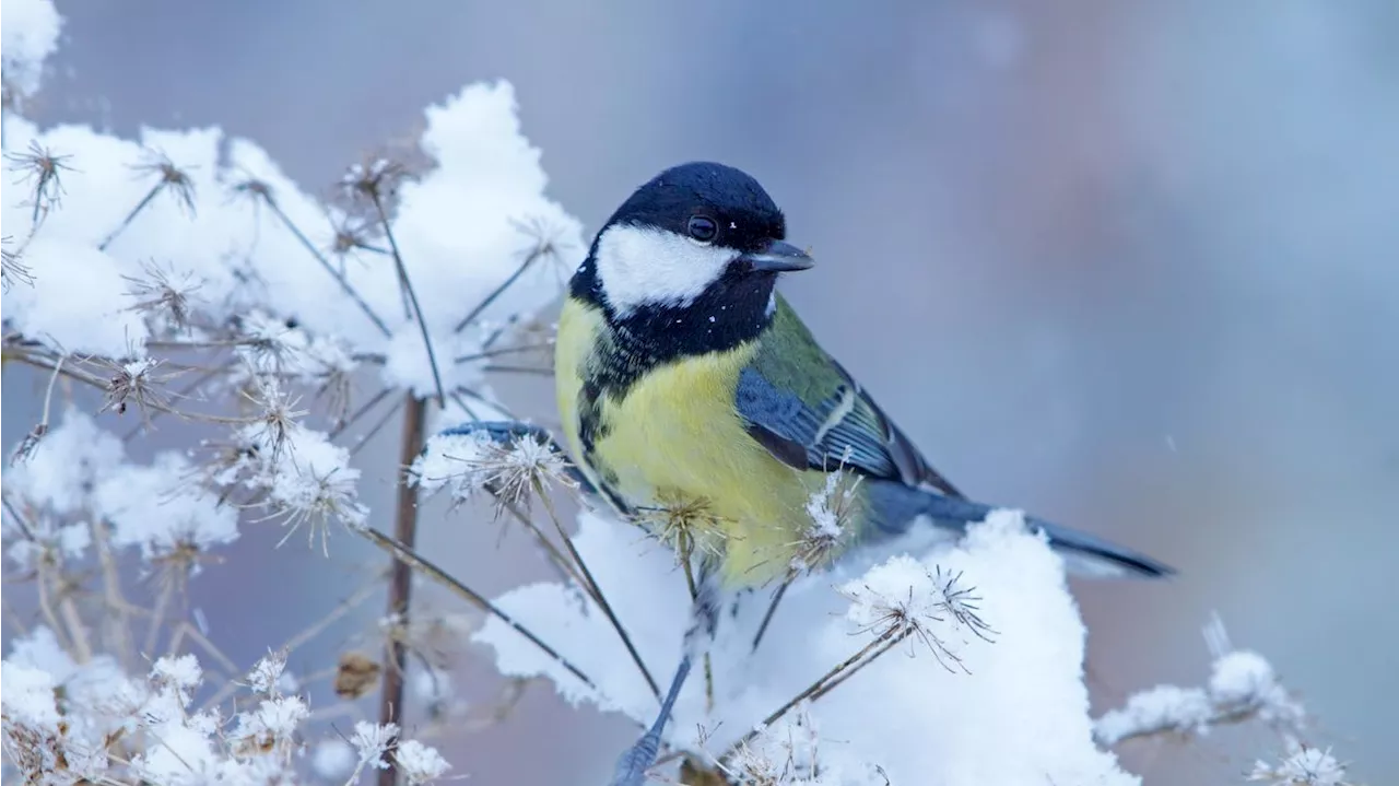  Rekord und Stockerlverteidiger bei den Wintervögeln